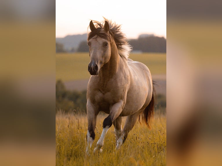 American Paint Horse Semental 4 años 148 cm Buckskin/Bayo in Bad Wurzach