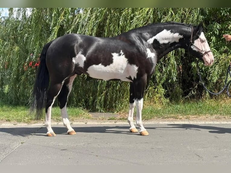 American Paint Horse Semental 5 años 162 cm Overo-todas las-capas in Rechnitz