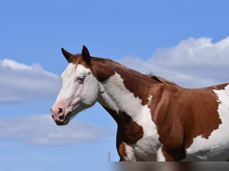 American Paint Horse Semental 6 años 145 cm Overo-todas las-capas in Derental