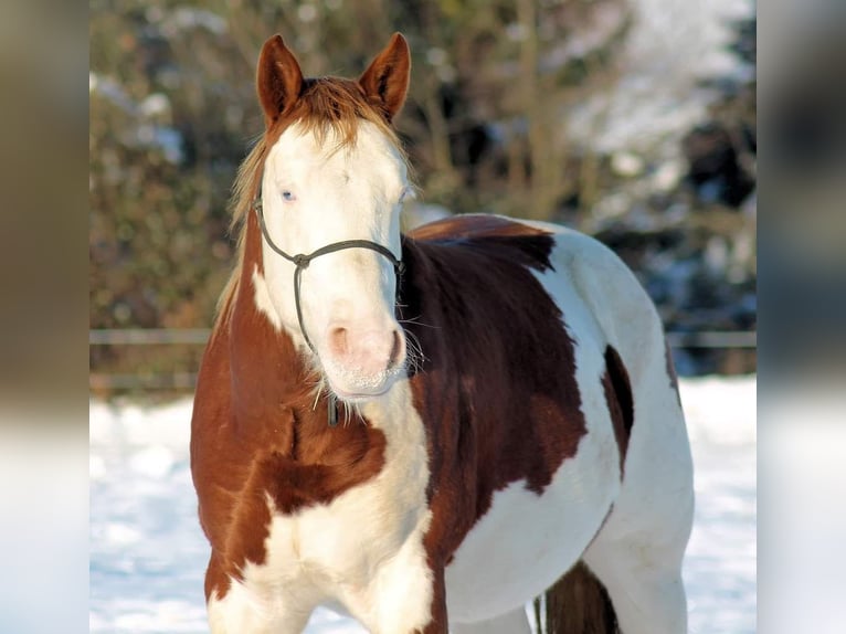 American Paint Horse Semental 6 años 145 cm Overo-todas las-capas in Derental