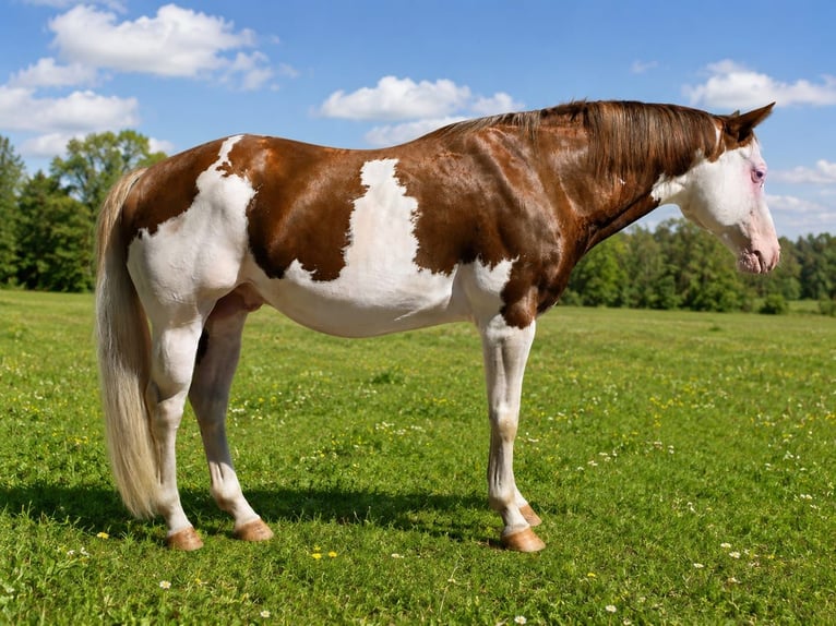 American Paint Horse Semental 6 años 145 cm Overo-todas las-capas in Derental