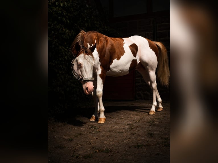American Paint Horse Semental 6 años 145 cm Overo-todas las-capas in Derental