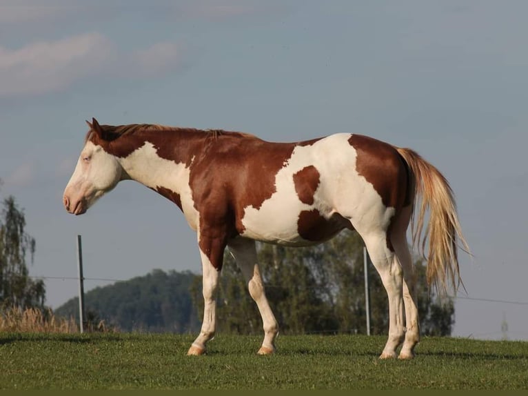 American Paint Horse Semental 6 años 145 cm Overo-todas las-capas in Derental