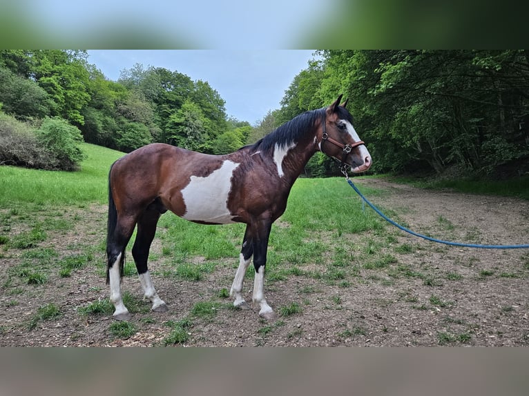 American Paint Horse Semental 7 años 150 cm Overo-todas las-capas in Bad Kissingen