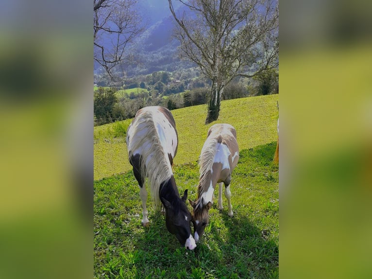 American Paint Horse Semental 7 años 155 cm Grullo in Abaltzisketa