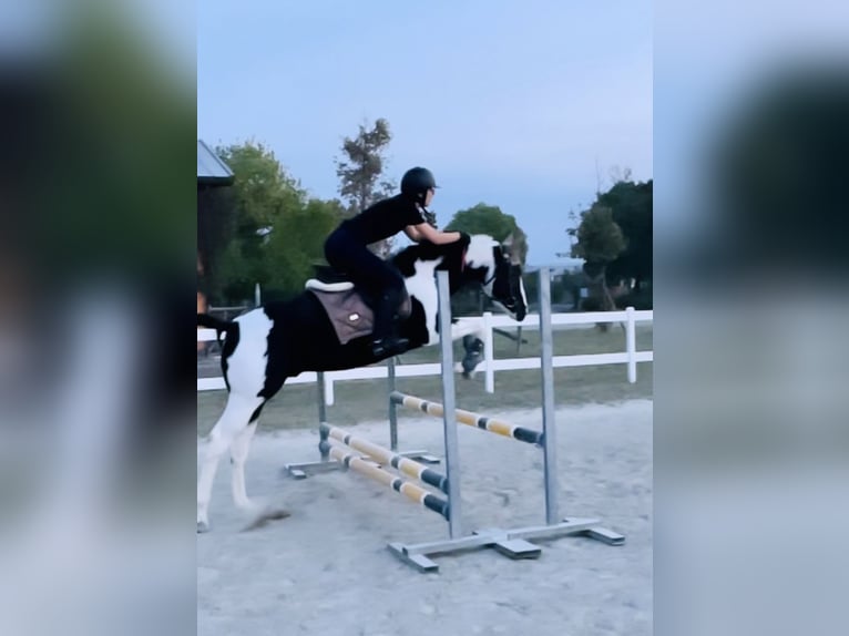 American Paint Horse Semental 9 años 148 cm Tobiano-todas las-capas in Boccaleone