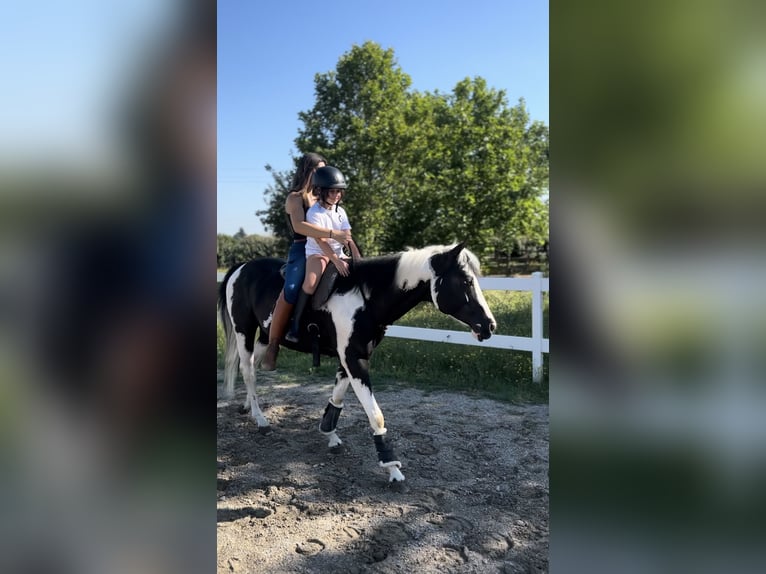 American Paint Horse Semental 9 años 148 cm Tobiano-todas las-capas in Boccaleone