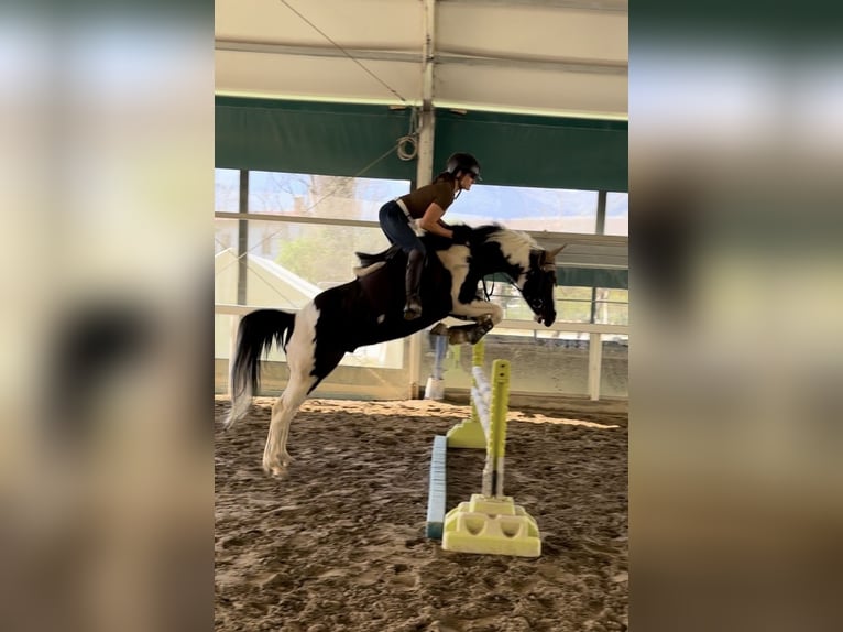 American Paint Horse Semental 9 años 148 cm Tobiano-todas las-capas in Boccaleone