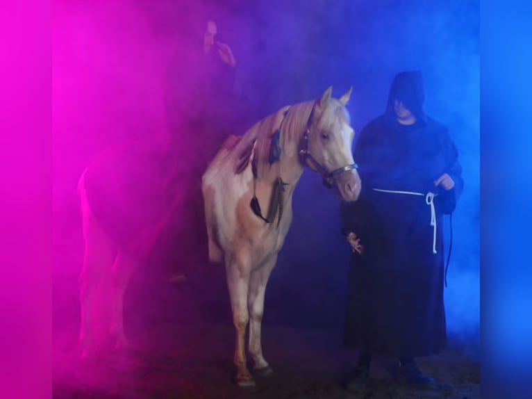 American Paint Horse Semental 9 años 149 cm Champán in Obertaufkirchen