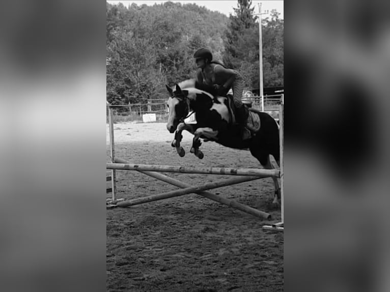 American Paint Horse Semental 9 años 153 cm Pío in Bergamo