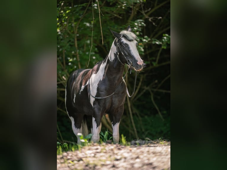 American Paint Horse Semental 9 años 154 cm Pío in Bergamo