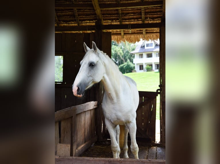 American Paint Horse Semental 9 años 163 cm White/Blanco in San Francisco