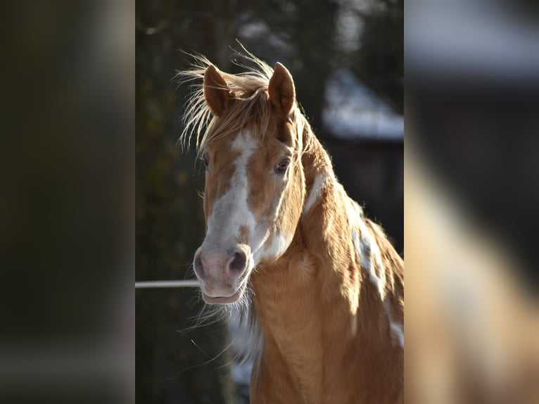 American Paint Horse Semental Champán in Ascheberg