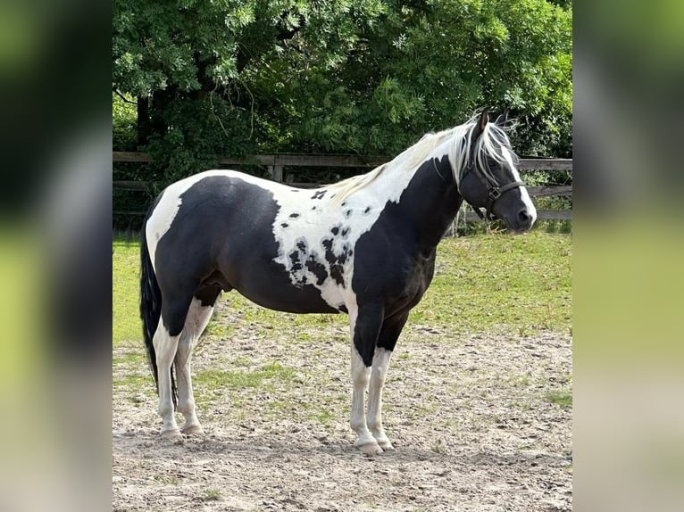 American Paint Horse Semental Negro in DüsseldorfDüsseldorf