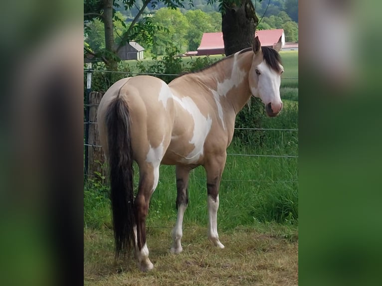 American Paint Horse Semental Overo-todas las-capas in Laubach