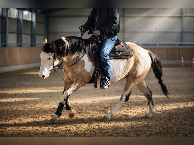 American Paint Horse Semental Overo-todas las-capas in Laubach