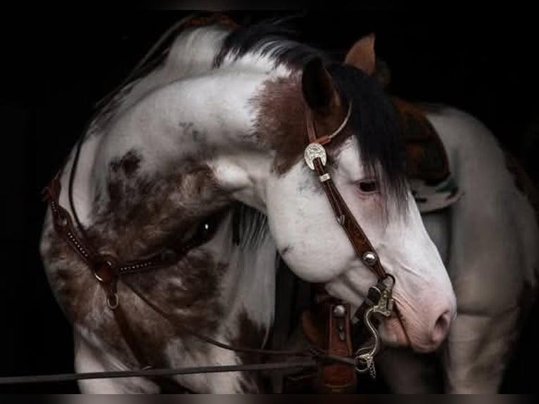 American Paint Horse Semental Overo-todas las-capas in Ascheberg