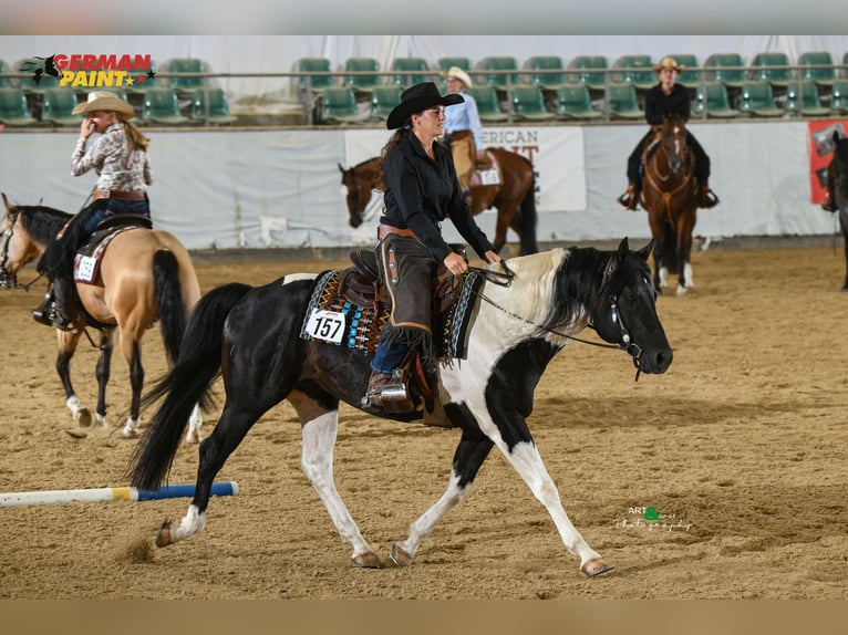 American Paint Horse Semental Pío in Heinrichsthal