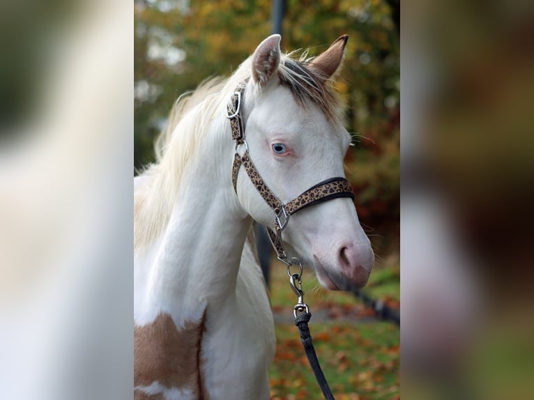 American Paint Horse Semental Potro (03/2025) 150 cm Overo-todas las-capas in Hellenthal