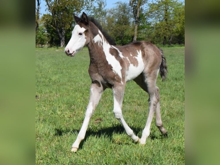 American Paint Horse Semental Potro (04/2025) 150 cm Overo-todas las-capas in Neustadt Dosse