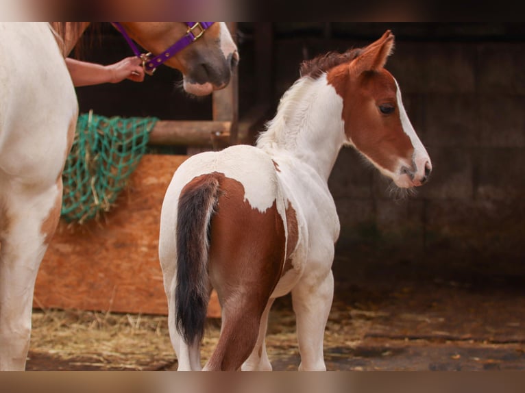 American Paint Horse Semental Potro (05/2026) 150 cm Tobiano-todas las-capas in Ludwigsburg