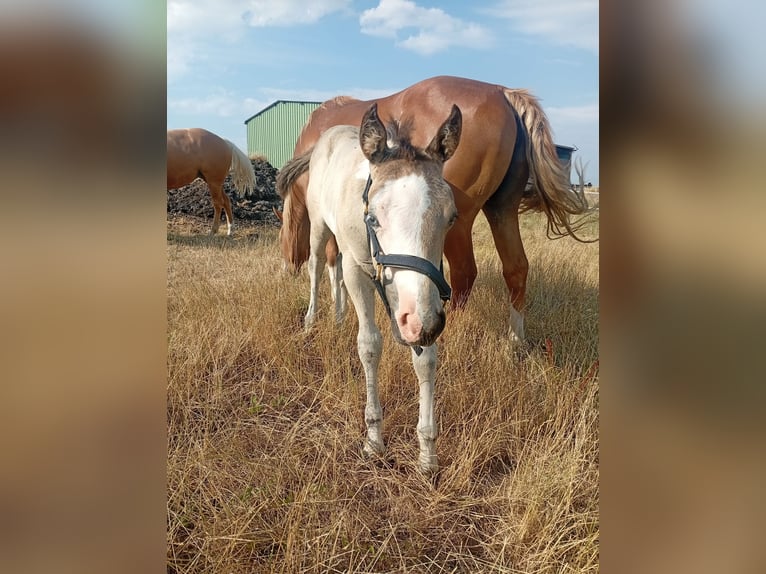 American Paint Horse Semental Potro (05/2026) 152 cm Buckskin/Bayo in Petit-Réderching