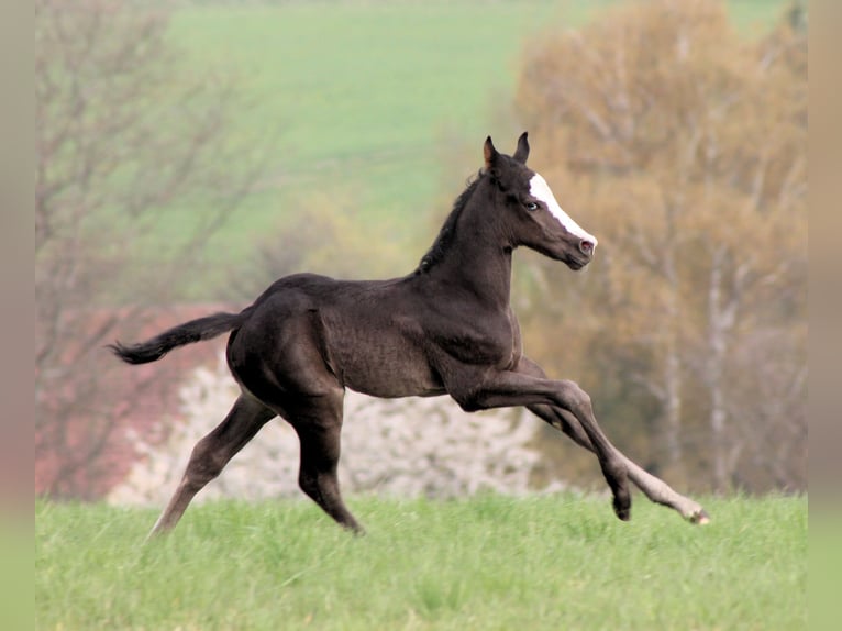 American Paint Horse Semental Potro (04/2026) 152 cm Negro in Bautzen