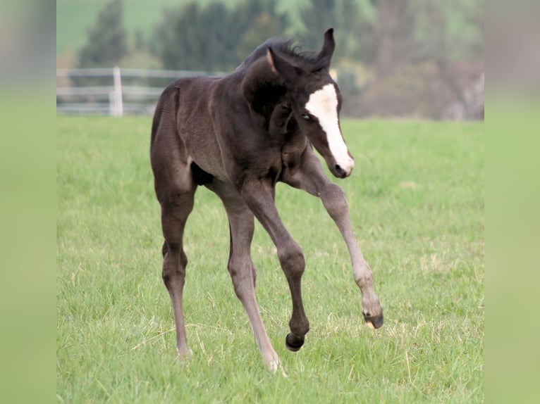American Paint Horse Semental Potro (04/2026) 152 cm Negro in Bautzen