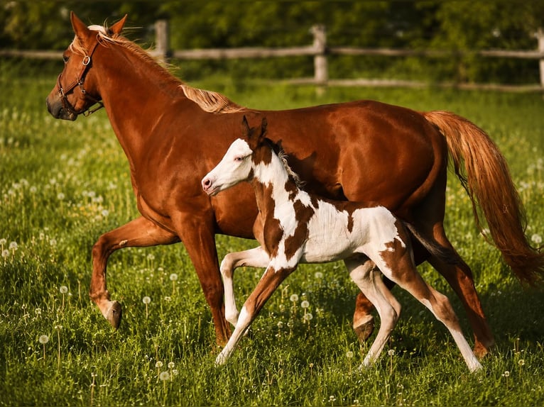 American Paint Horse Semental Potro (05/2026) 152 cm Overo-todas las-capas in Bad Driburg