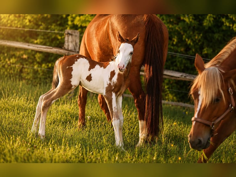 American Paint Horse Semental Potro (05/2026) 152 cm Overo-todas las-capas in Bad Driburg