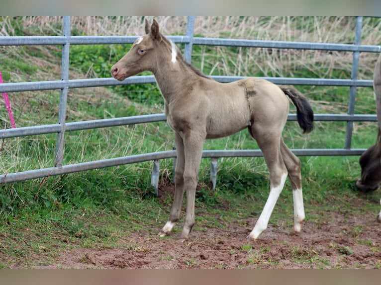 American Paint Horse Semental Potro (04/2025) 153 cm Champán in Hellenthal