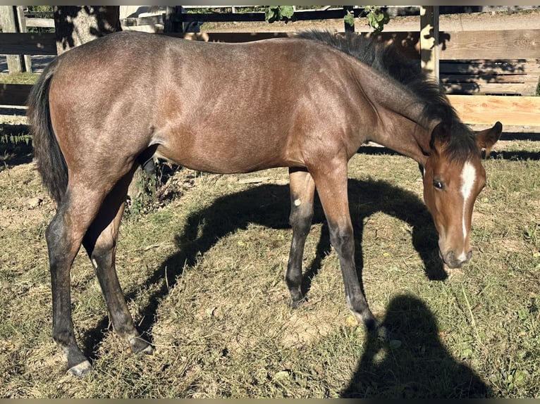 American Paint Horse Semental Potro (04/2025) 153 cm Porcelana in Alfeld (Leine)