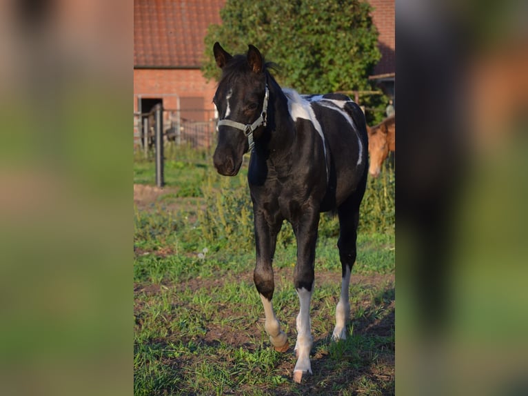 American Paint Horse Semental Potro (06/2026) 153 cm Tobiano-todas las-capas in Nordhorn