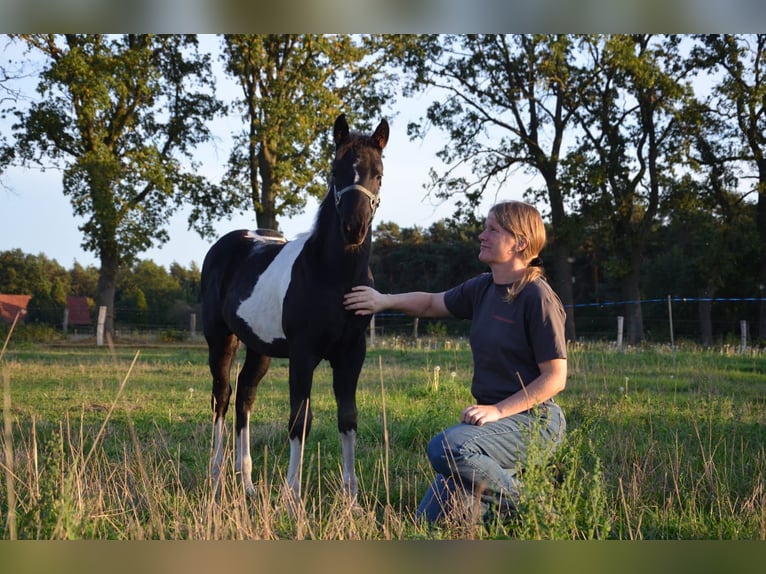 American Paint Horse Semental Potro (06/2026) 153 cm Tobiano-todas las-capas in Nordhorn