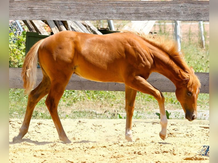 American Paint Horse Semental Potro (04/2026) 154 cm Alazán in Matzenbach