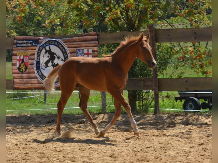 American Paint Horse Semental Potro (04/2026) 154 cm Alazán in Matzenbach