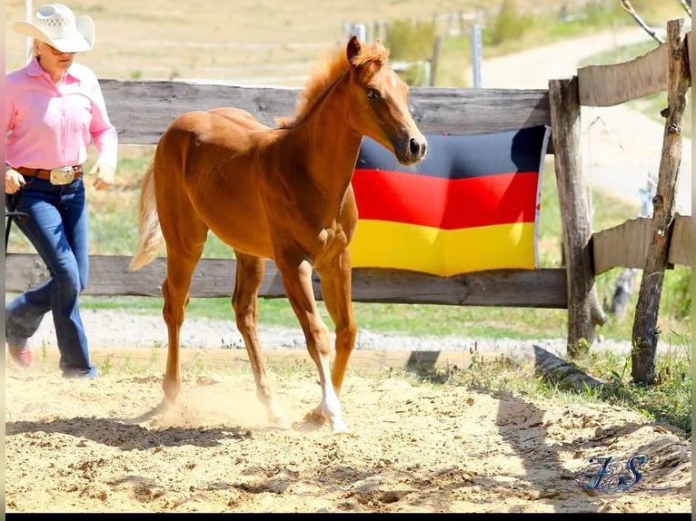 American Paint Horse Semental Potro (04/2026) 154 cm Alazán in Matzenbach