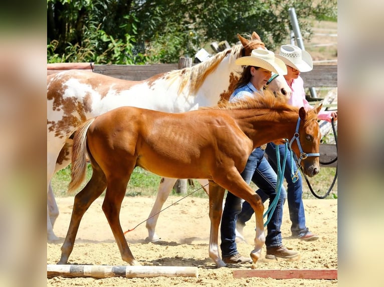 American Paint Horse Semental Potro (04/2026) 154 cm Alazán in Matzenbach