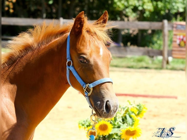 American Paint Horse Semental Potro (04/2026) 154 cm Alazán in Matzenbach