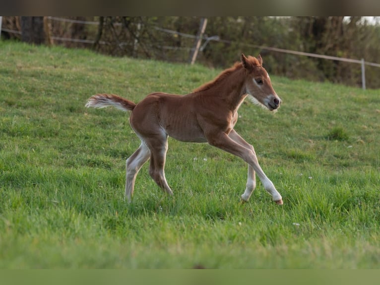 American Paint Horse Semental Potro (04/2026) 154 cm Alazán in Matzenbach