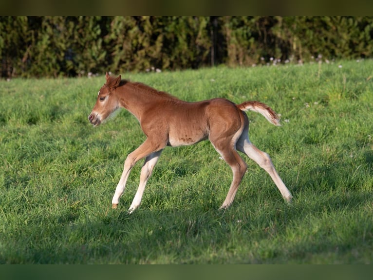 American Paint Horse Semental Potro (04/2026) 154 cm Alazán in Matzenbach