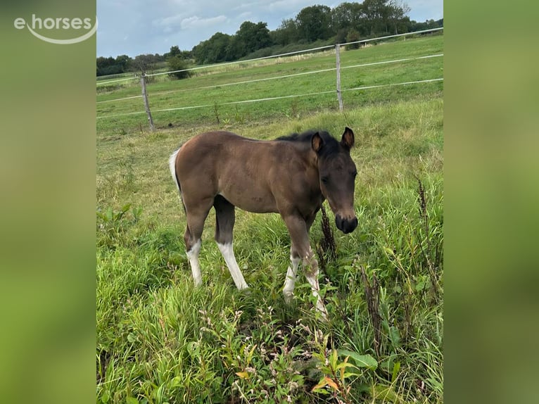 American Paint Horse Semental Potro (06/2026) 154 cm Negro in Ochtersum