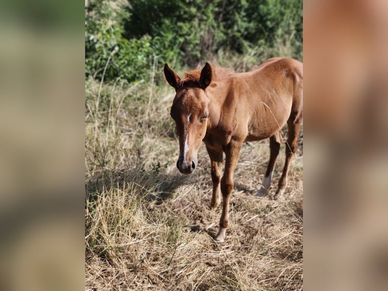 American Paint Horse Semental Potro (04/2026) 155 cm Alazán in Sonnay