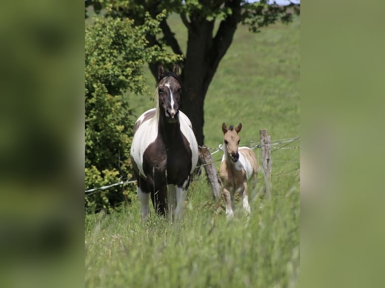American Paint Horse Semental Potro (05/2026) 155 cm Grullo in Büren