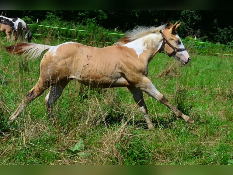 American Paint Horse Semental Potro (03/2025) 155 cm Pío in Obertaufkirchen