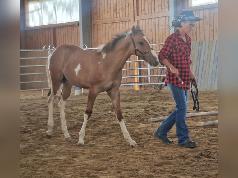 American Paint Horse Semental Potro (03/2026) 155 cm  in Obertaufkirchen