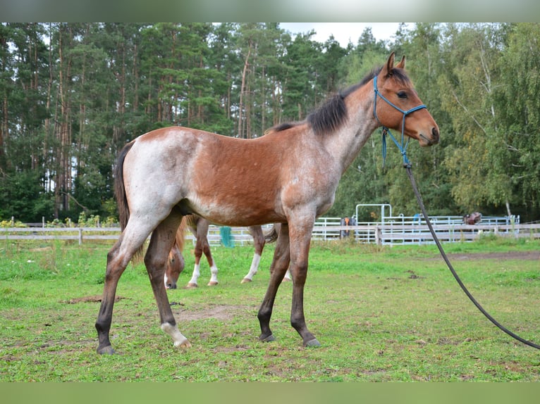 American Paint Horse Mestizo Semental Potro (03/2025) 160 cm Castaño-ruano in Walewice