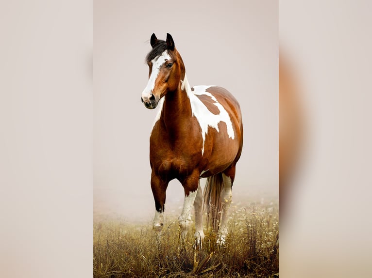 American Paint Horse Mestizo Semental Potro (06/2026) 160 cm Pío in Deggingen