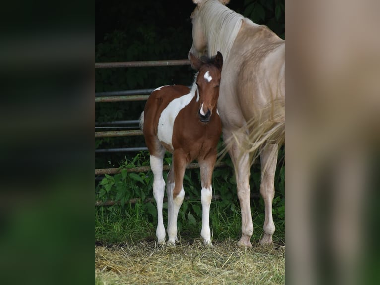 American Paint Horse Semental Potro (04/2026) 160 cm Tobiano-todas las-capas in Ascheberg