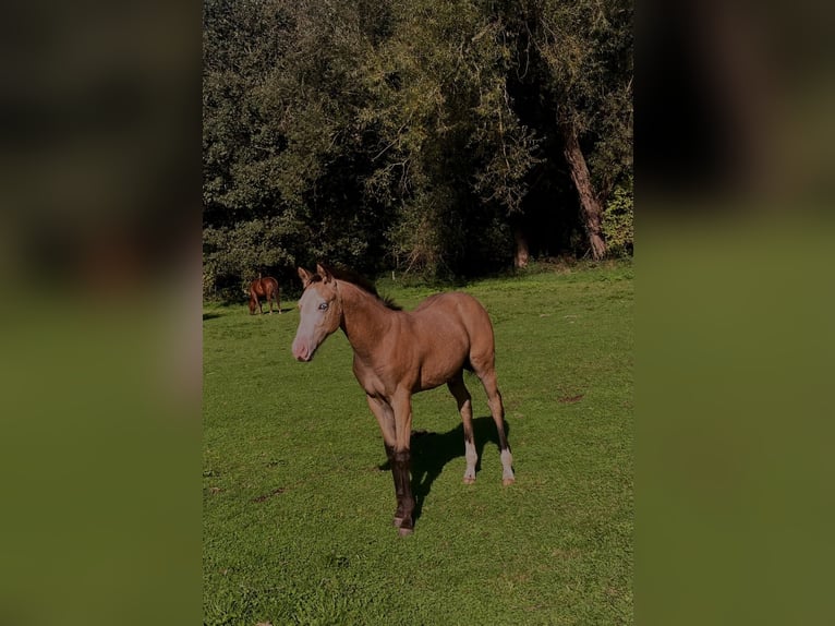 American Paint Horse Semental Potro (05/2026) Buckskin/Bayo in Laakdal
